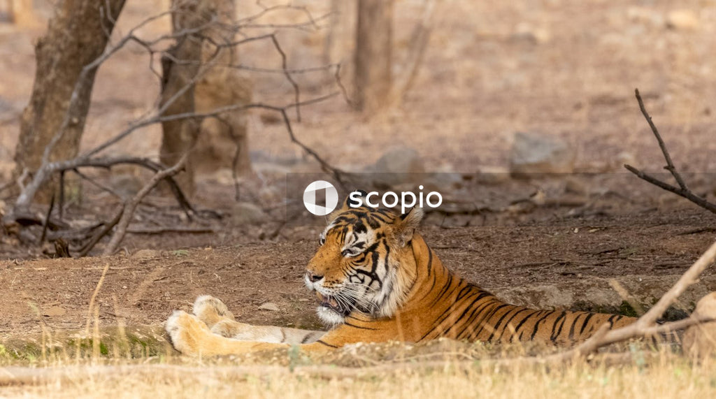 Tiger lying on ground