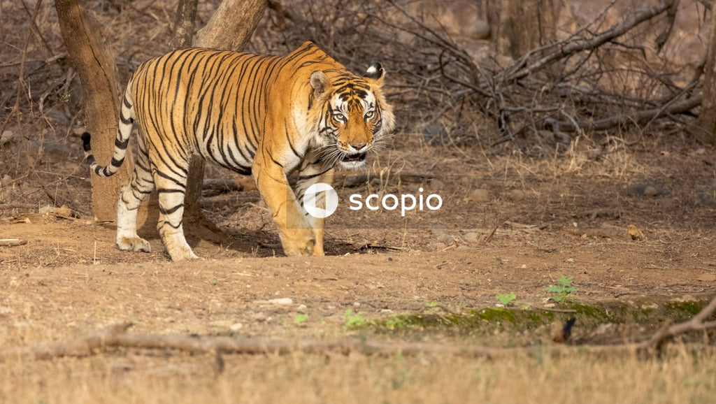 Tiger walking on brown field