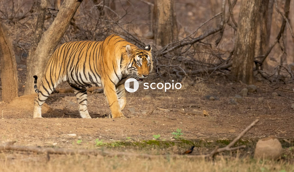 Tiger walking on brown grass field