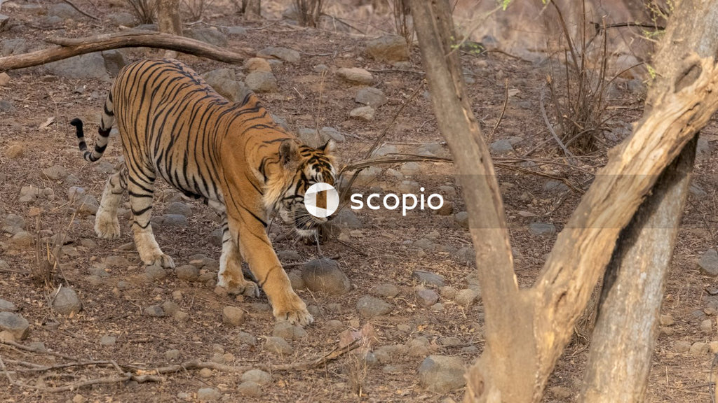 Tiger walking on brown soil