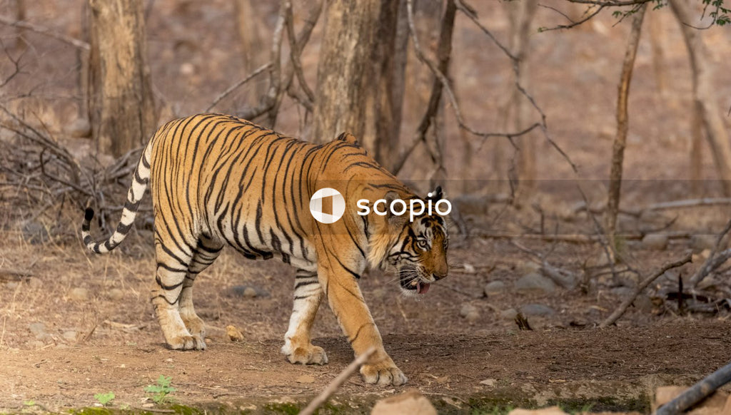 Tiger walking on dirt ground