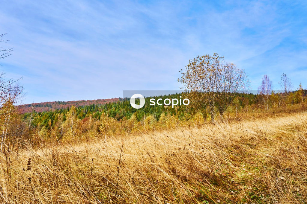 Time of golden colors. Field path leading to the autumn forest.