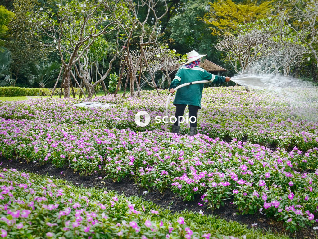 Unrecognizable Worker Watering Plants in the Flower Fields