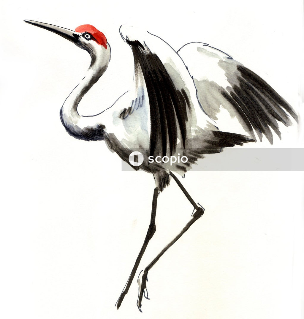 White and black bird illustration
