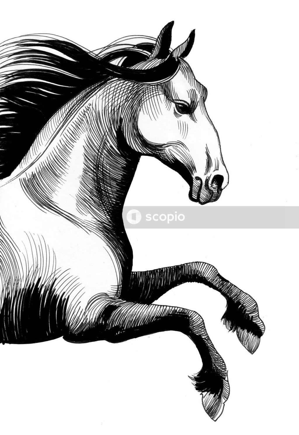 White and black horse sketch