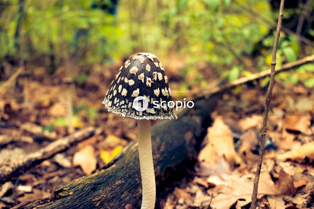 White and black mushroom on brown tree trunk