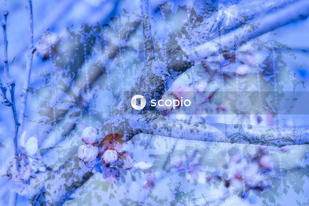 White and blue flower in close up