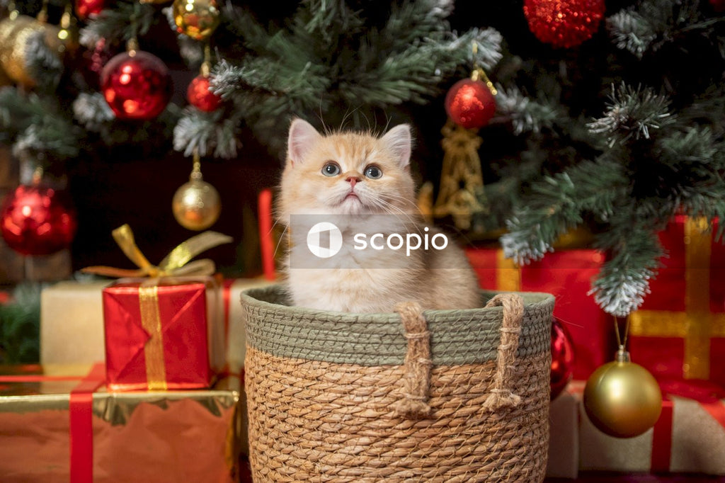 White and brown cat on brown wicker basket