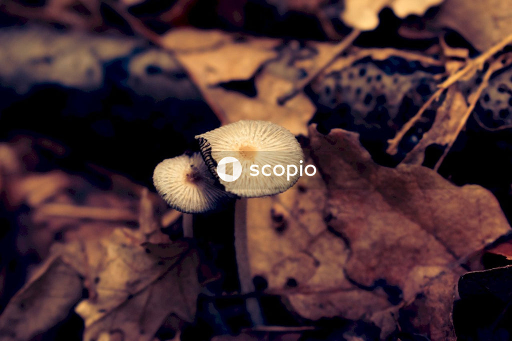 White and brown mushroom in the middle of dried leaves