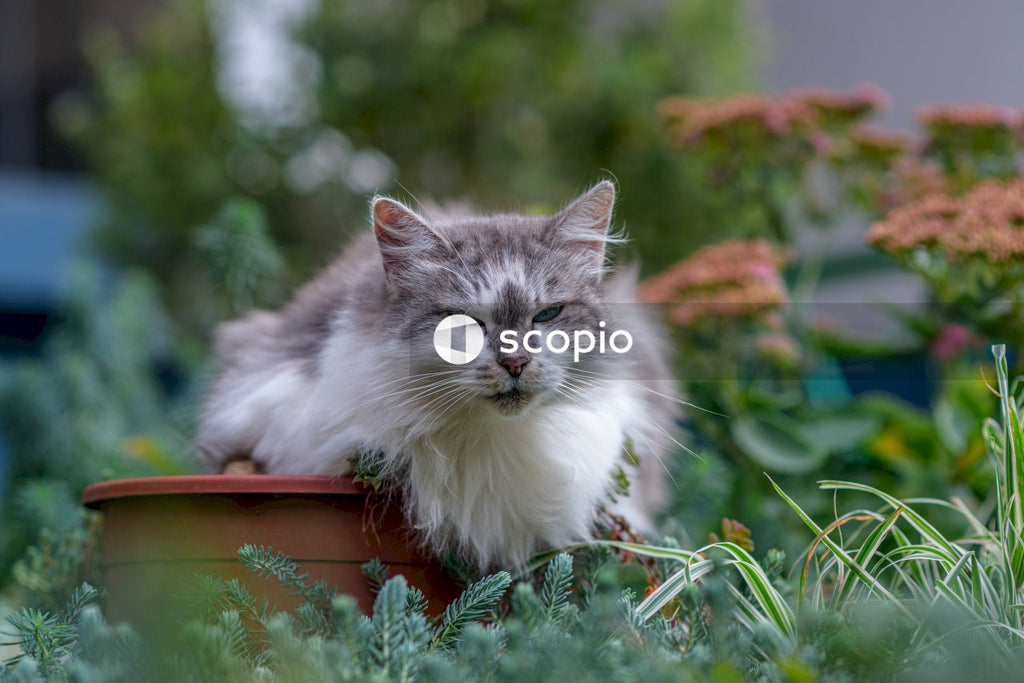 White and gray long fur cat on brown wooden table