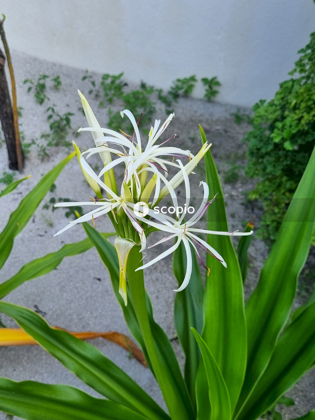 White and green plant near gray wall