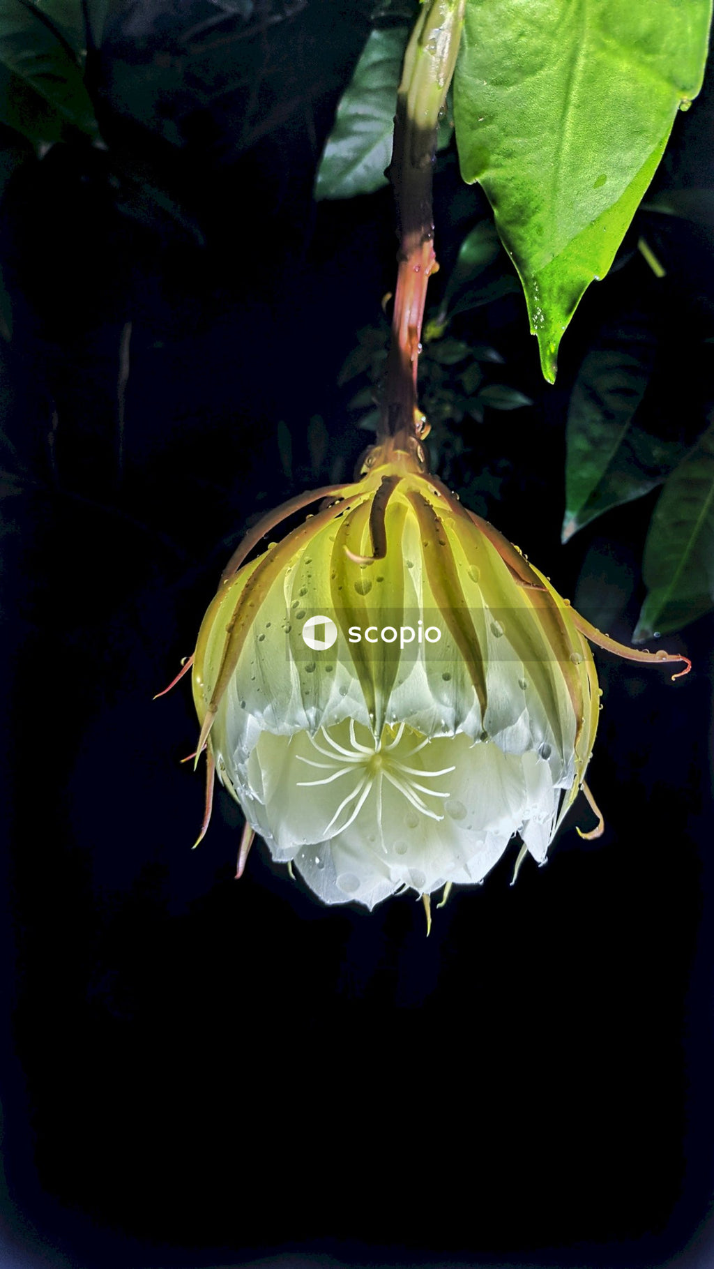 White and pink flower in close up