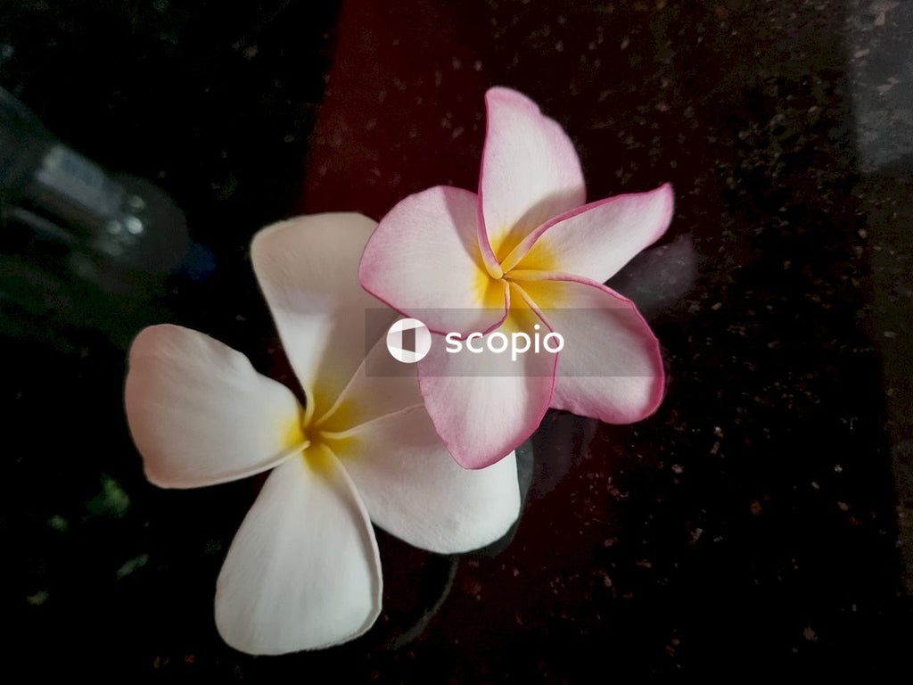 White and pink flower on black surface