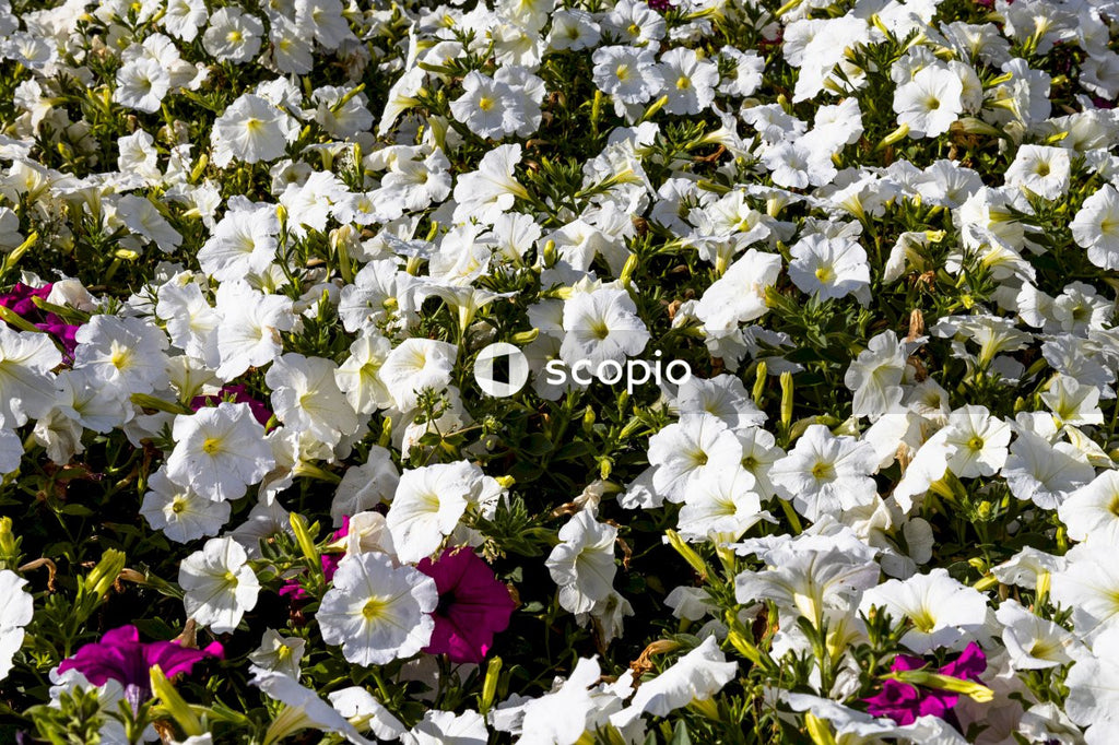 White and purple flower field