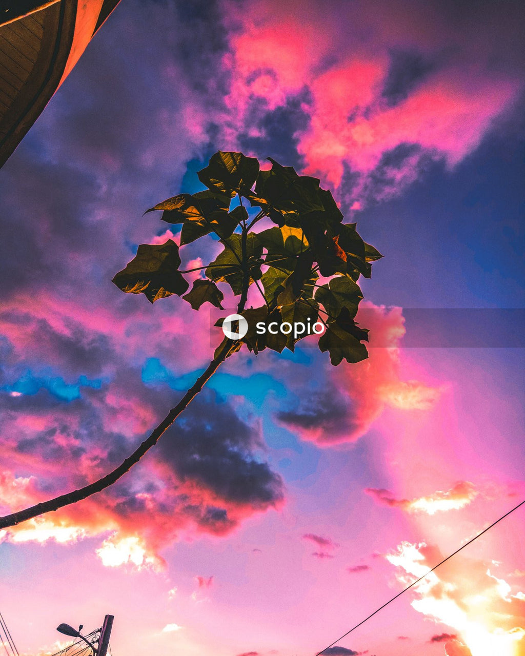 White and purple flower under blue sky