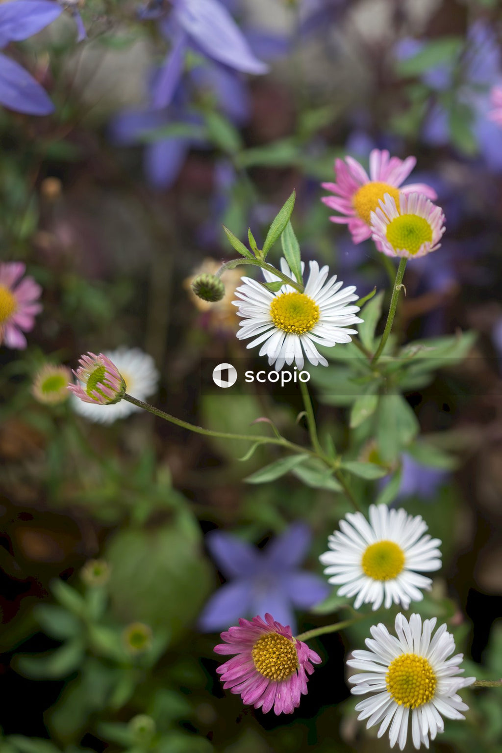 White and purple flowers in tilt shift lens