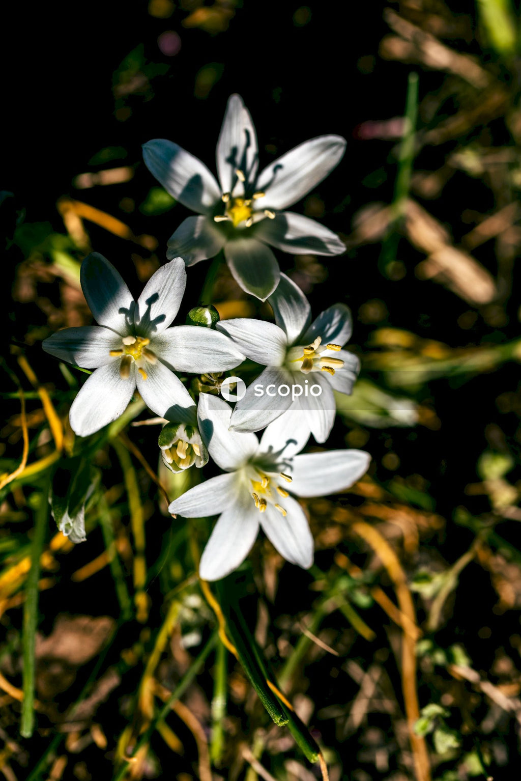 White and purple flowers in tilt shift lens