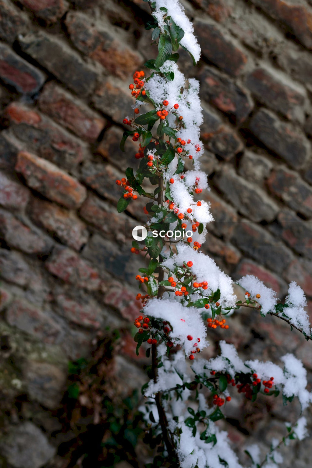 White and red flowers on brown brick wall