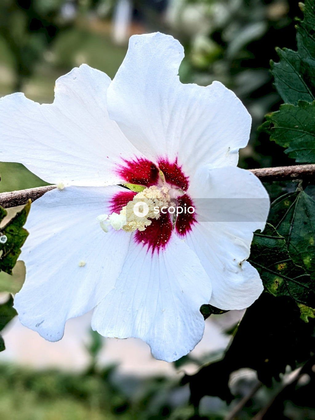 White and red hibiscus in bloom
