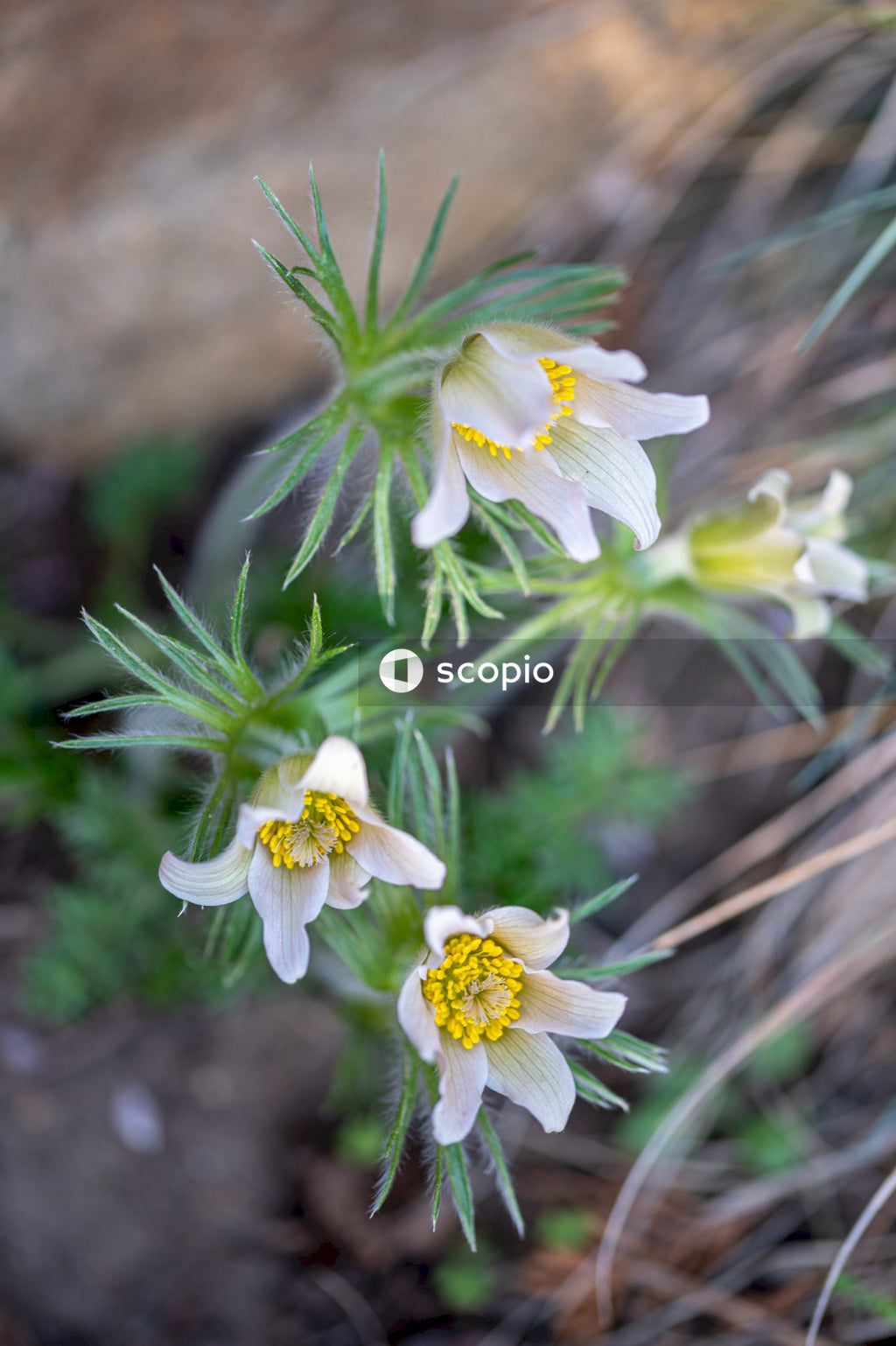 White and yellow daffodils in bloom