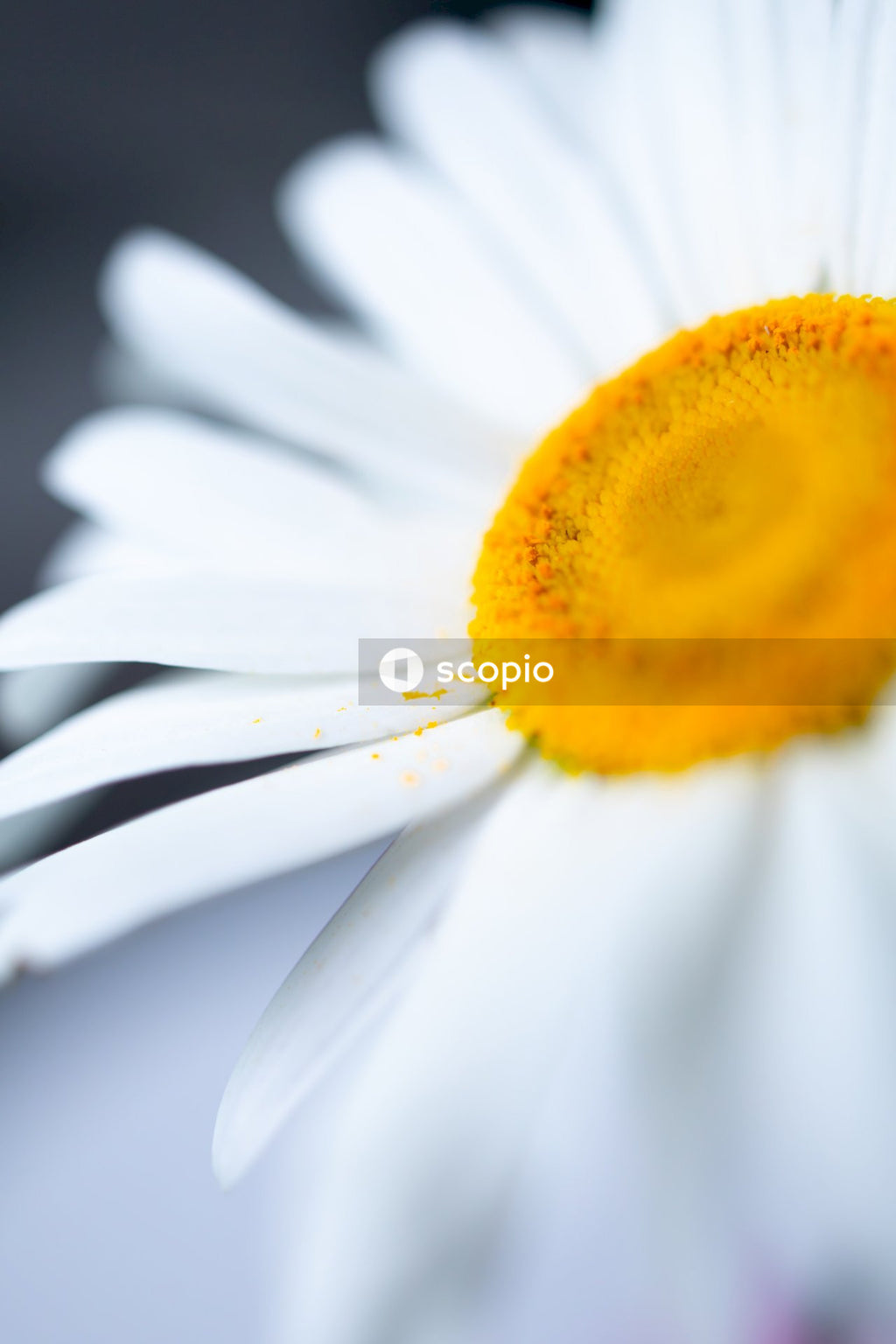 White and yellow daisy in bloom