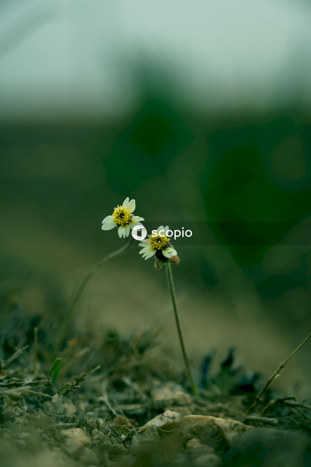 White and yellow flower on green grass