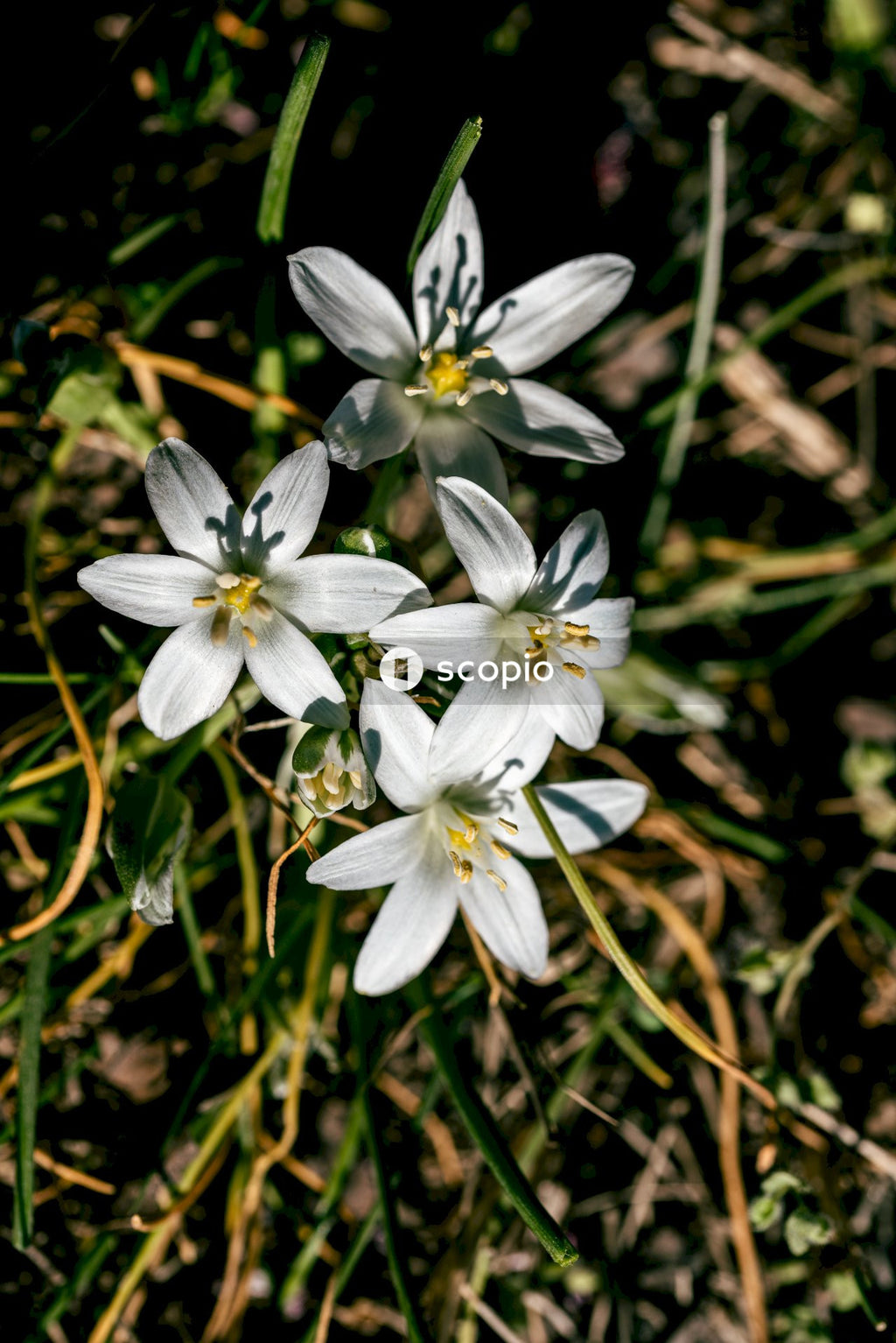 White and yellow flowers in tilt shift lens