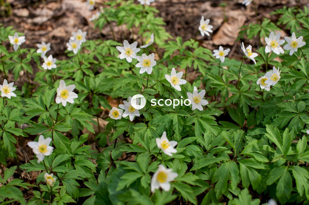 White and yellow flowers with green leaves