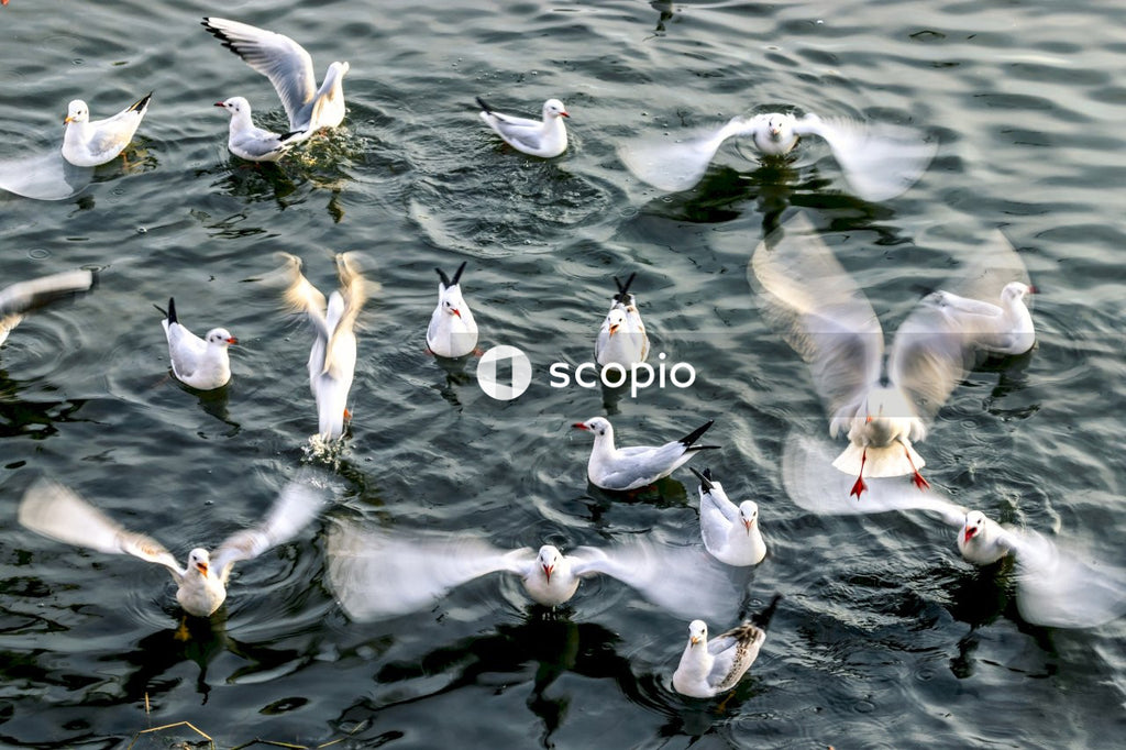 White birds on water