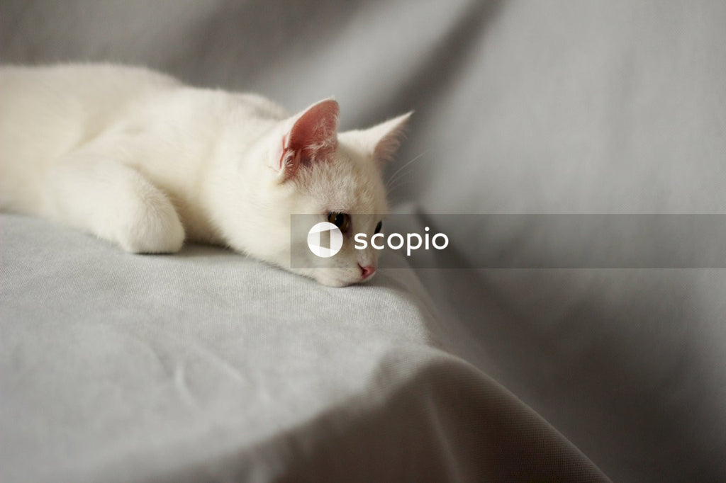 White cat lying on white textile
