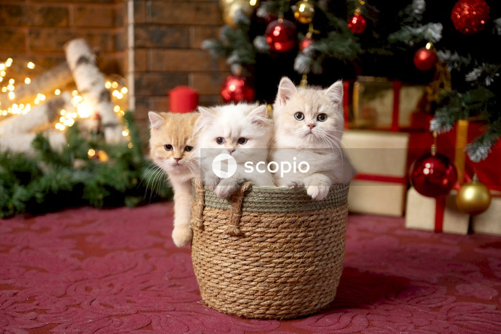 White cat on brown wicker basket