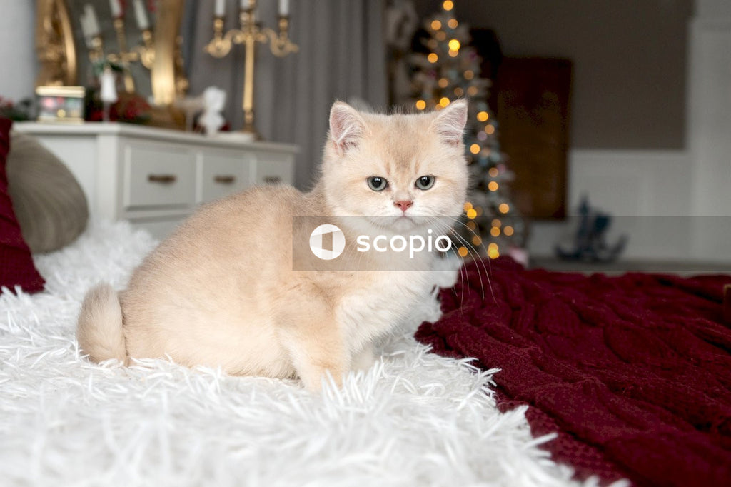 White cat on white textile