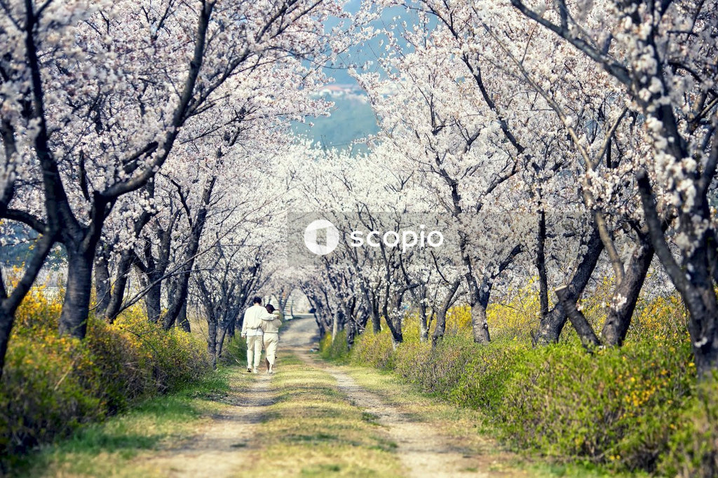 Back view of couple walking in cherry blossom tree pathway