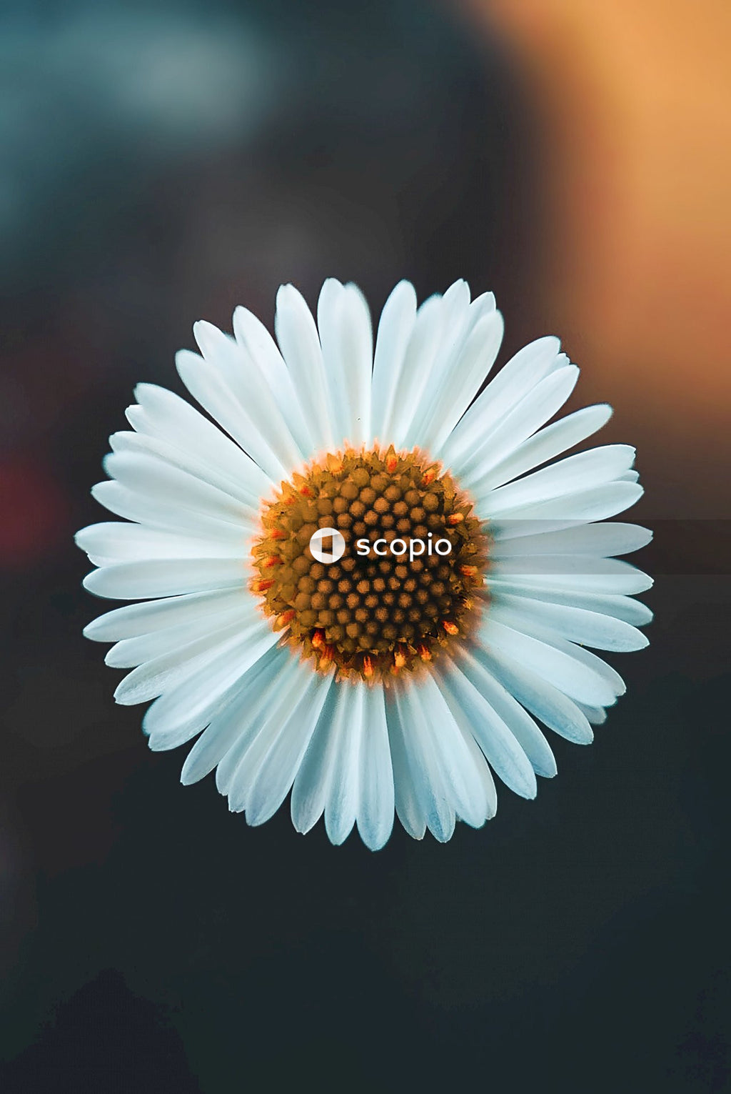 White daisy in bloom
