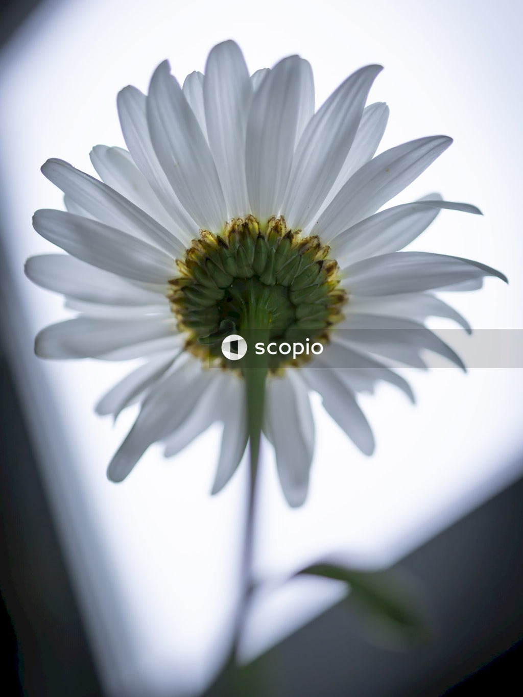 White daisy in bloom close up photo