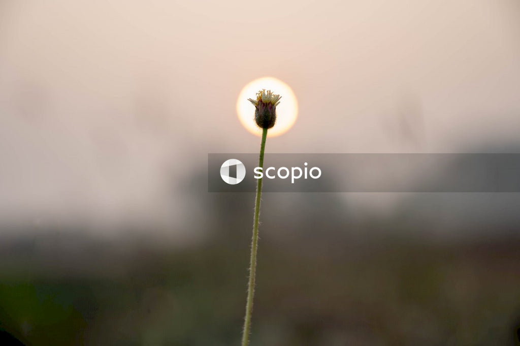White dandelion in close up