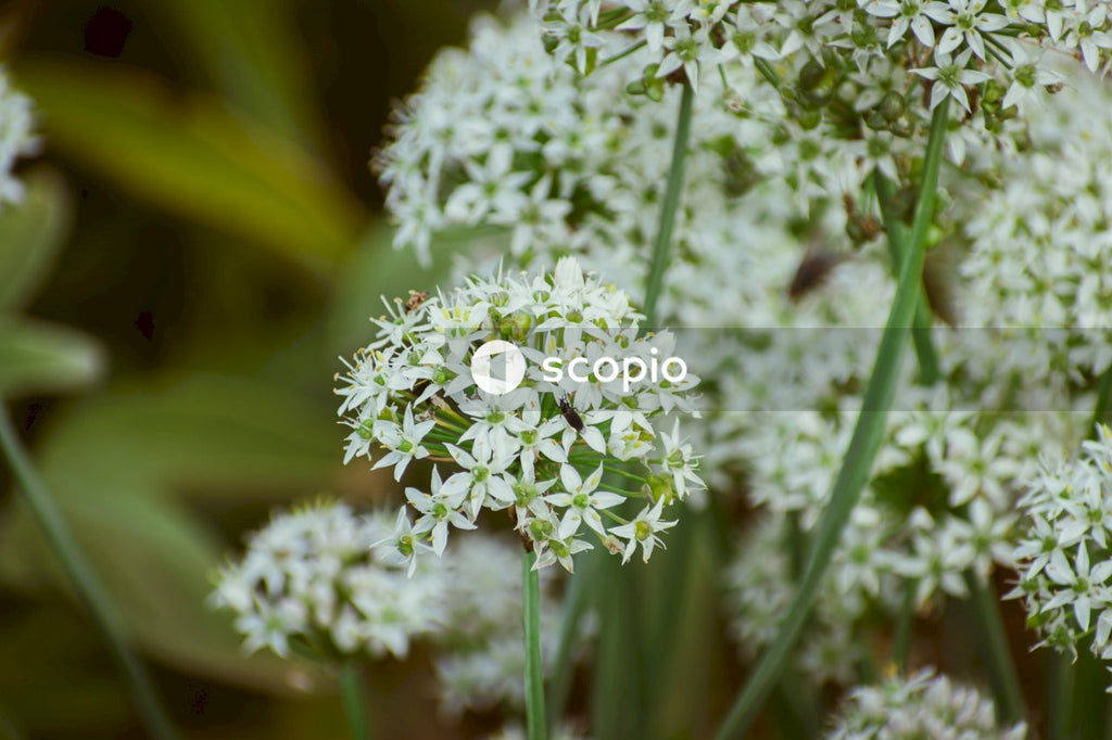 White flower in macro lens