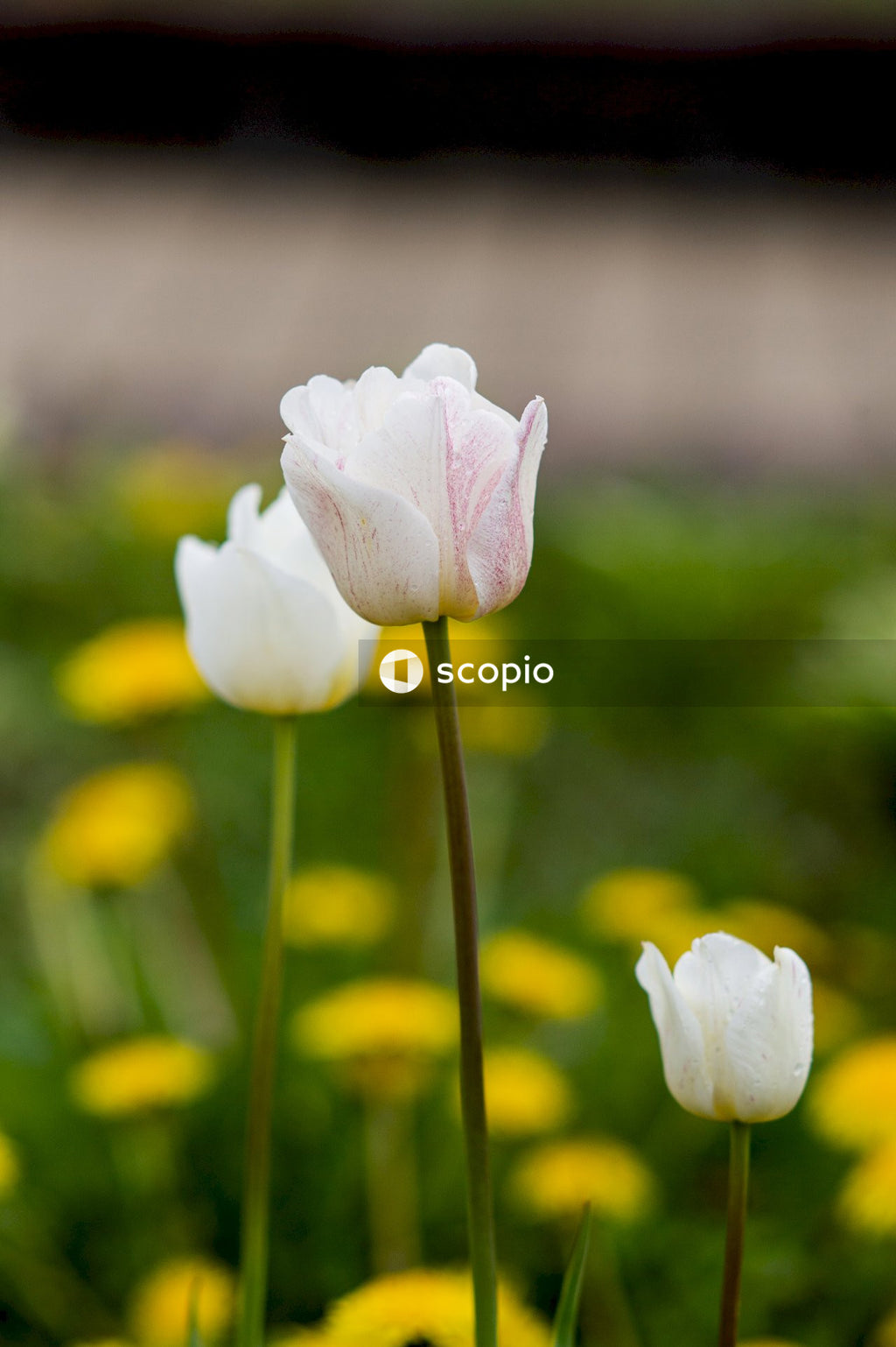 White flower in tilt shift lens
