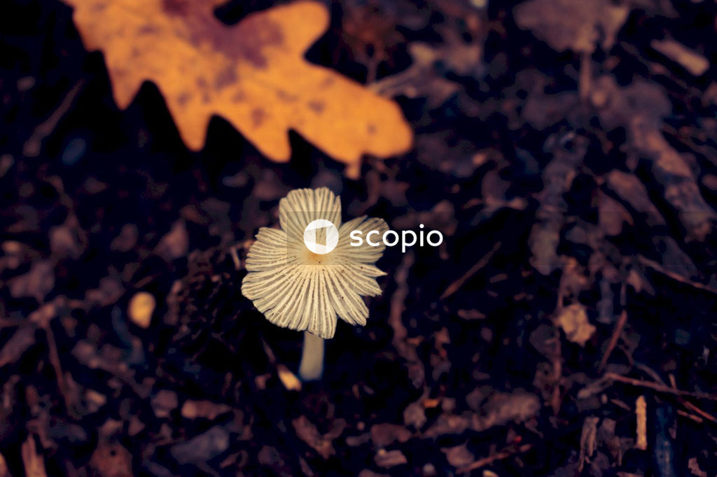 White flower on black soil