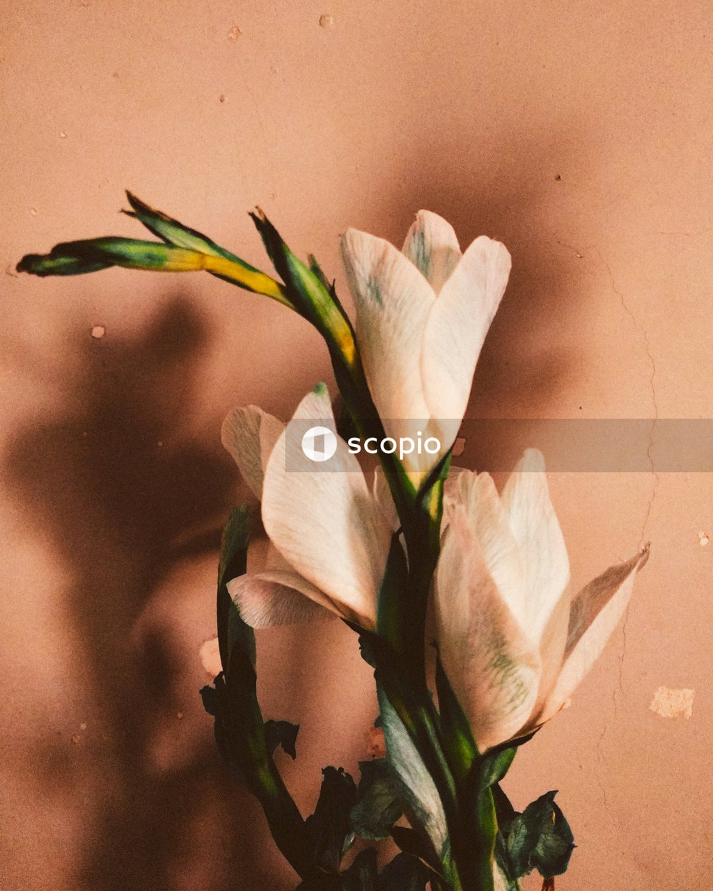 White flower on brown surface