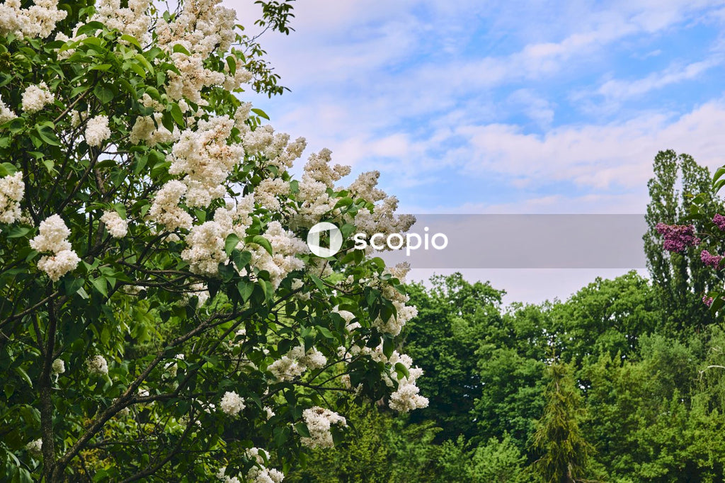 White flowers and green leaves