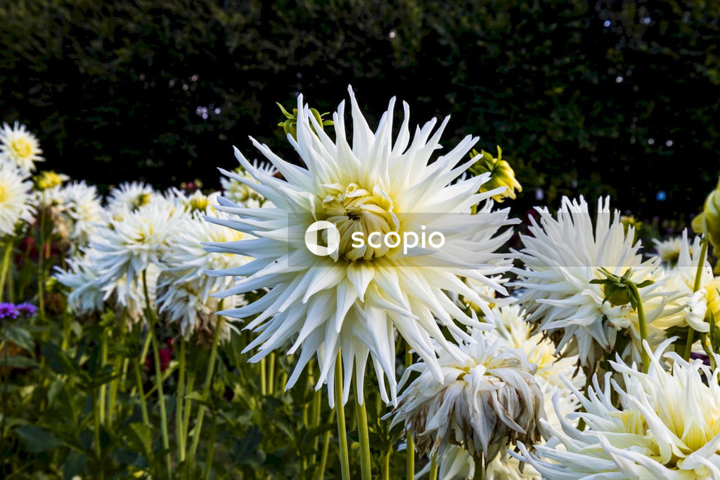 White flowers in tilt shift lens