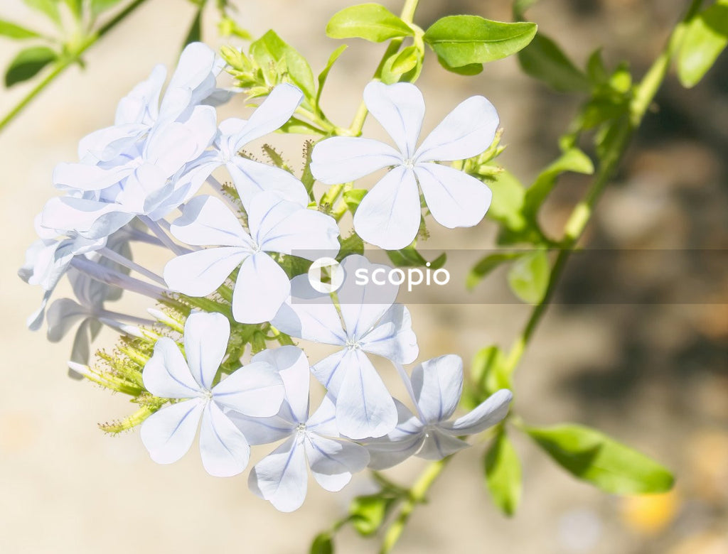 White flowers with green leaves