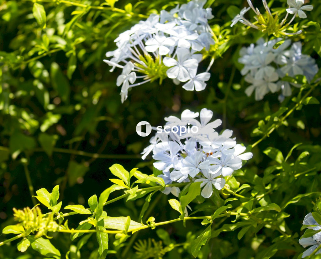 White flowers with green leaves