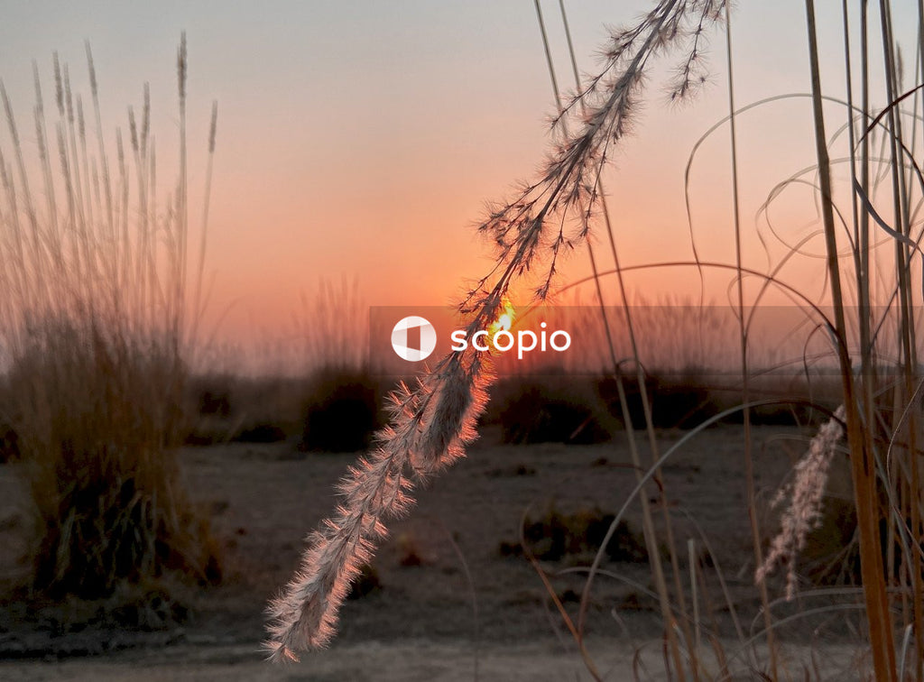 White grass on gray soil during sunset