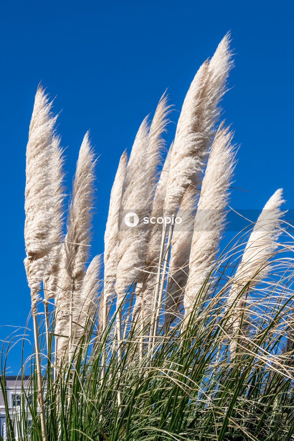 White grass under blue sky