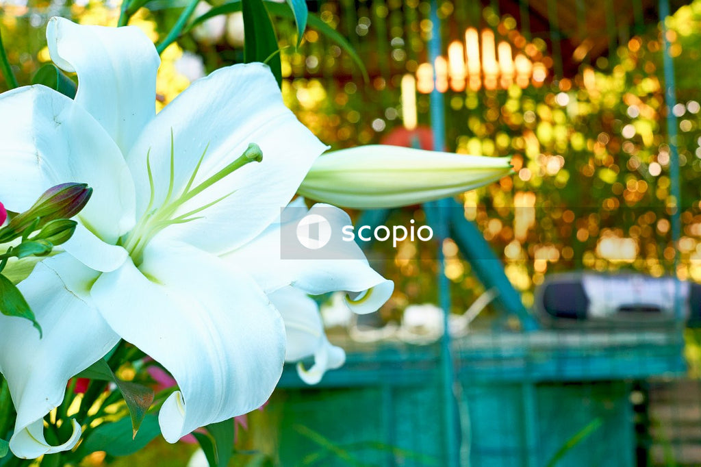 White lily in bloom