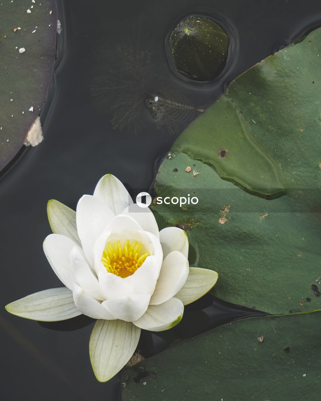 White lotus flower on water
