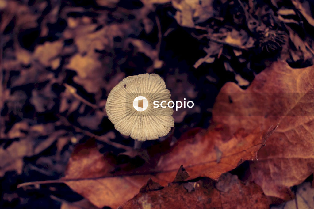 White mushroom on brown dried leaves