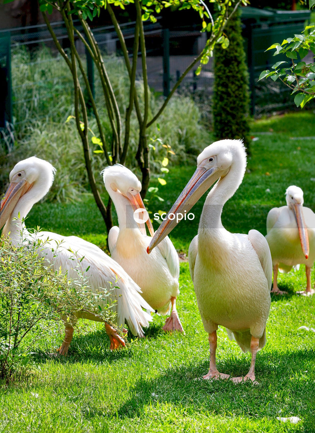 White pelican on green grass